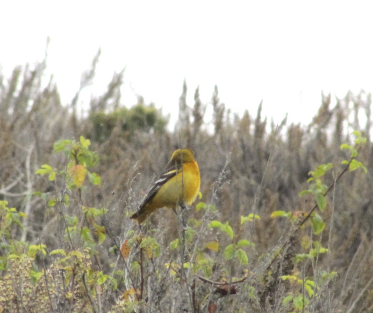 Oriole de Baltimore - ML619547906