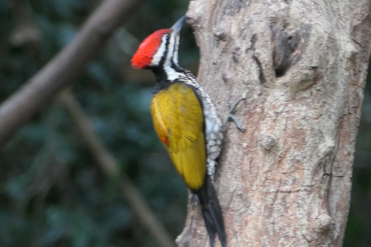 Common Flameback - Nancy Houlihan