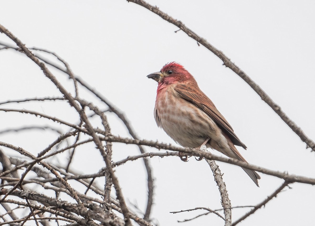 Cassin's Finch - Leah Turner