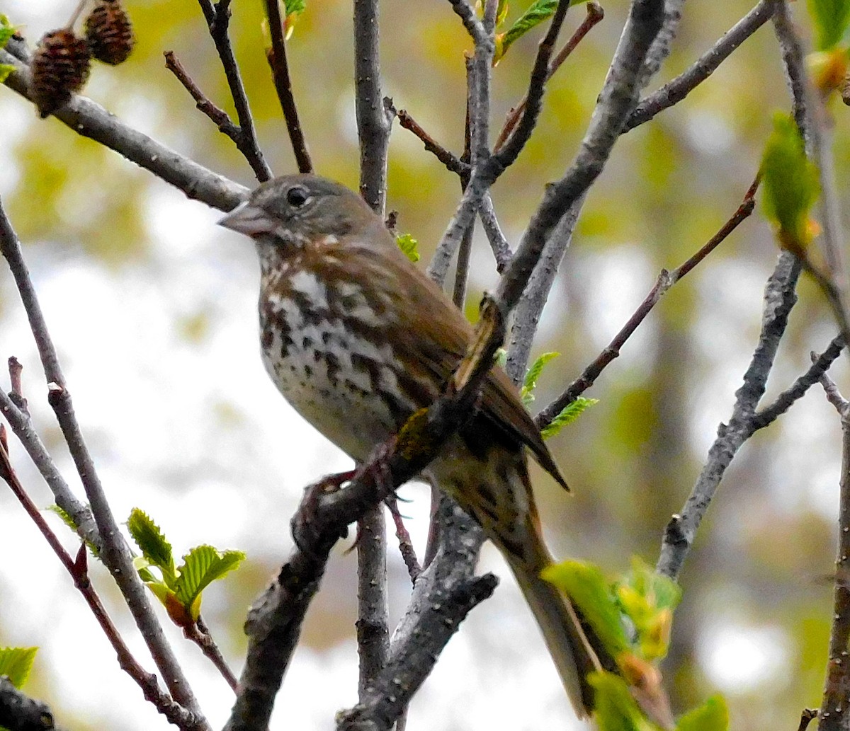 Fox Sparrow - Dan Bilderback