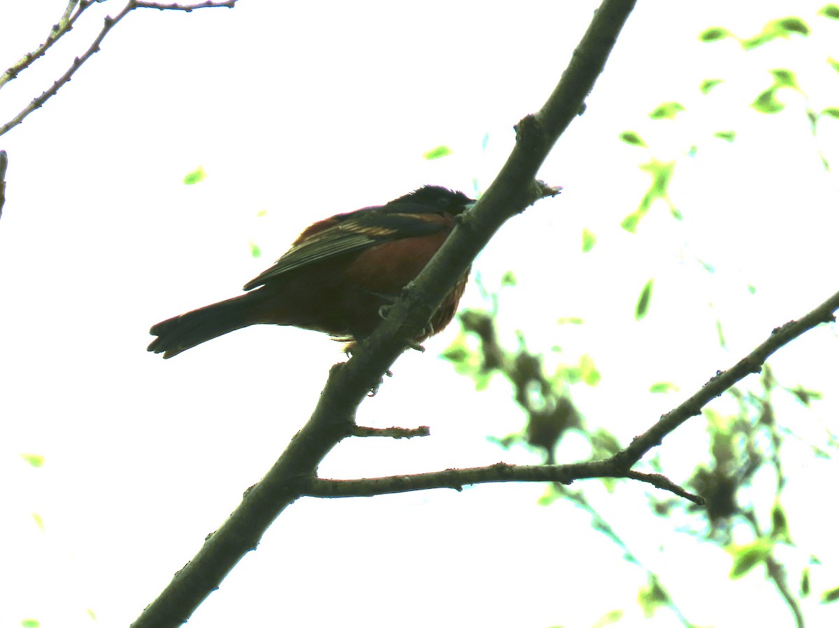 Orchard Oriole - Alfred Scott