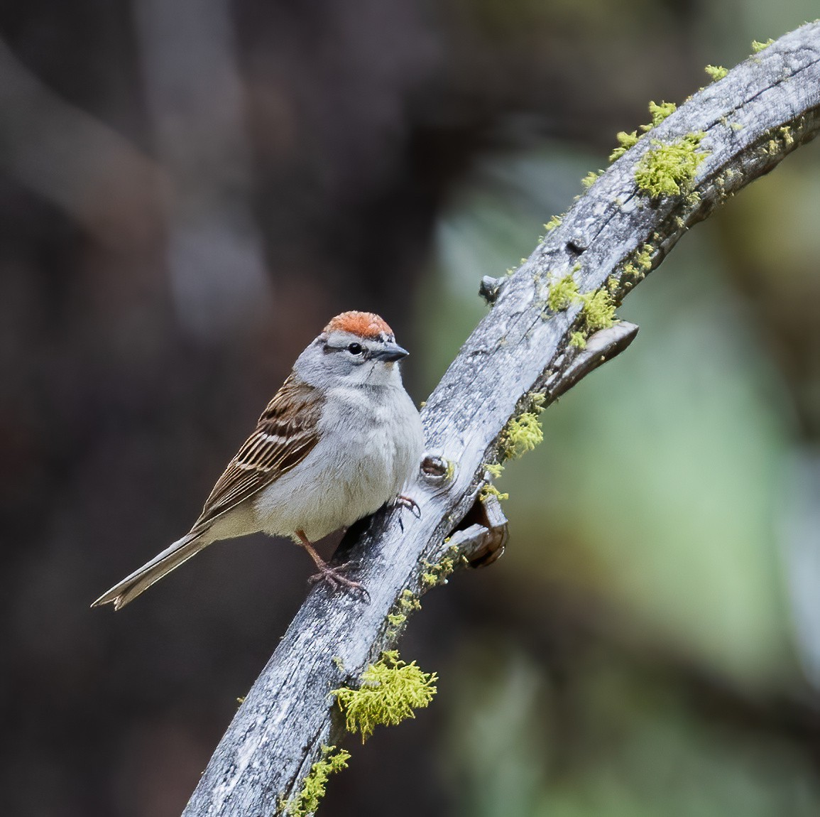 Chipping Sparrow - Leah Turner