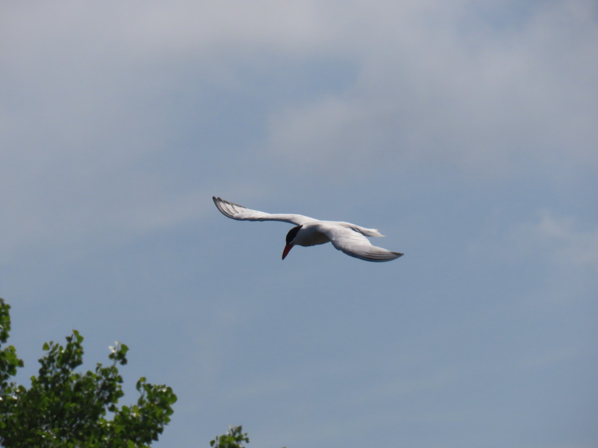 Caspian Tern - Erica Rutherford/ John Colbert