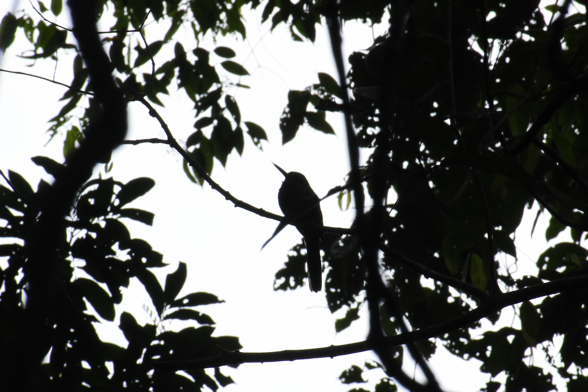 Rufous-tailed Jacamar - Ricardo Gómez Samaniego