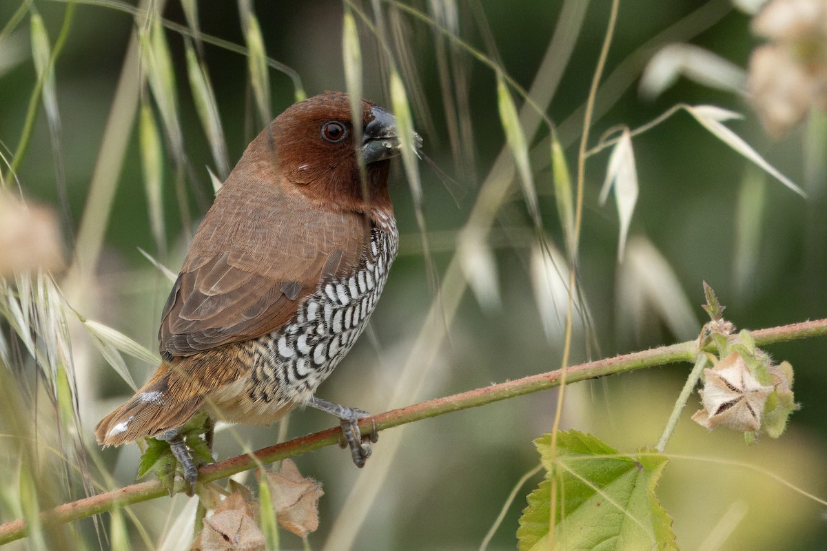 Scaly-breasted Munia - Russ Pettit