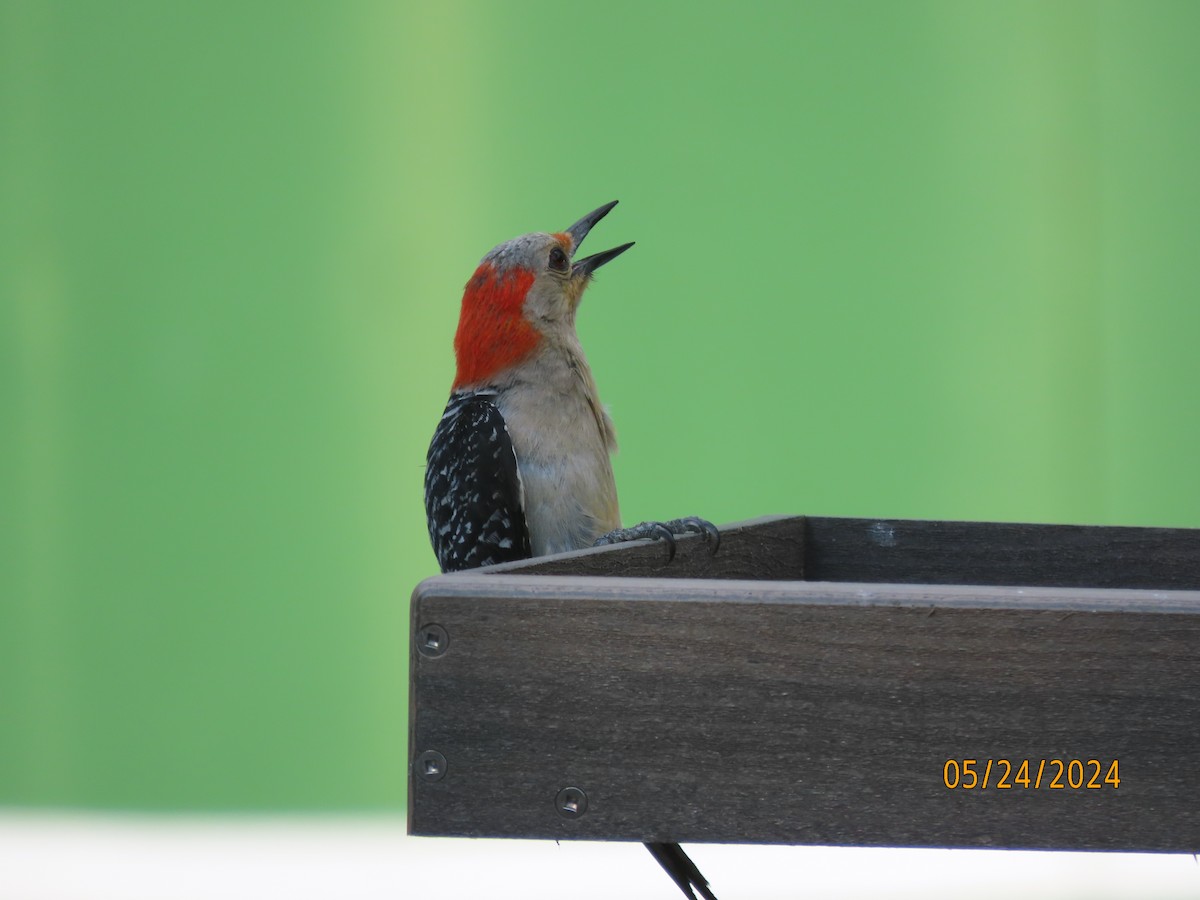 Red-bellied Woodpecker - Susan Leake