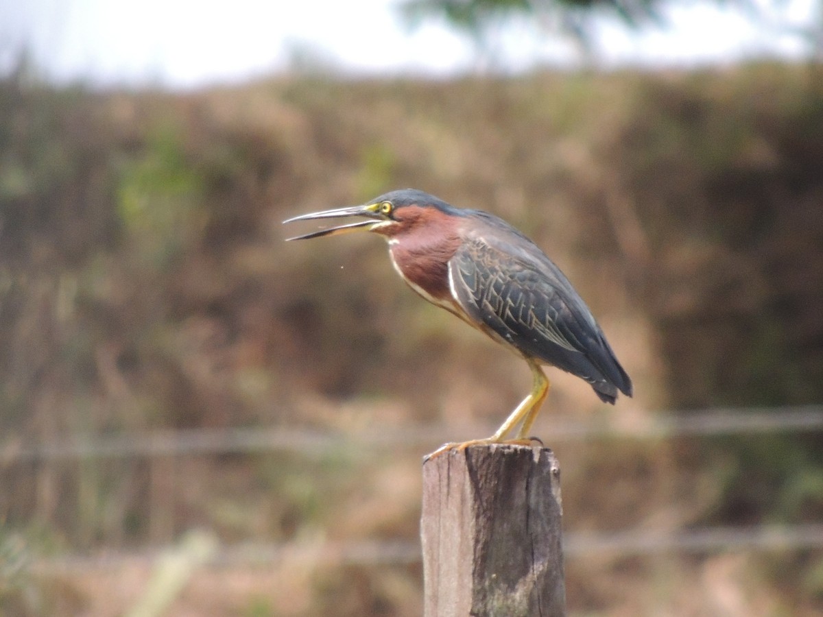 Green Heron - Roger Lambert