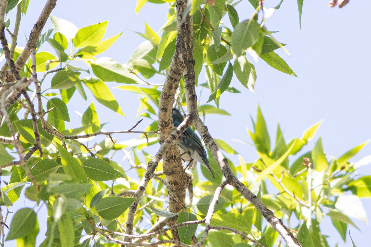 Lazuli x Indigo Bunting (hybrid) - Belle Farley Ciezak