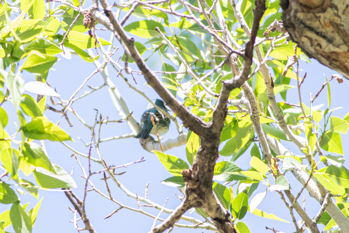 Lazuli x Indigo Bunting (hybrid) - Belle Farley Ciezak