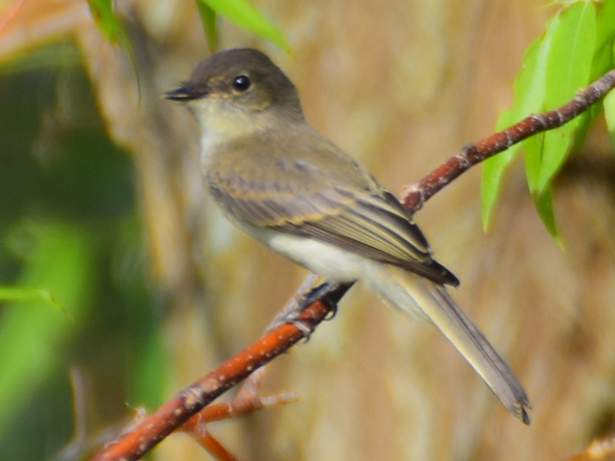 Eastern Wood-Pewee - Larry Chitwood