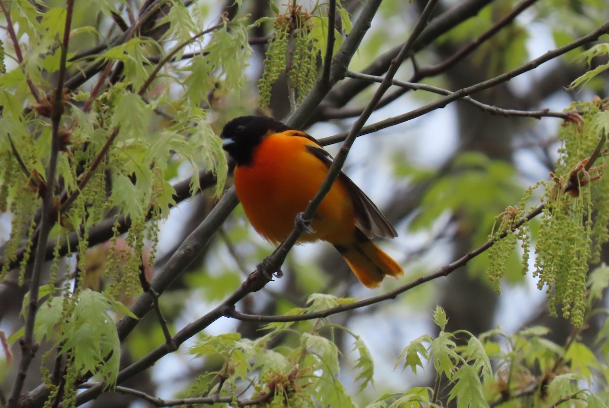 Baltimore Oriole - Alfred Scott