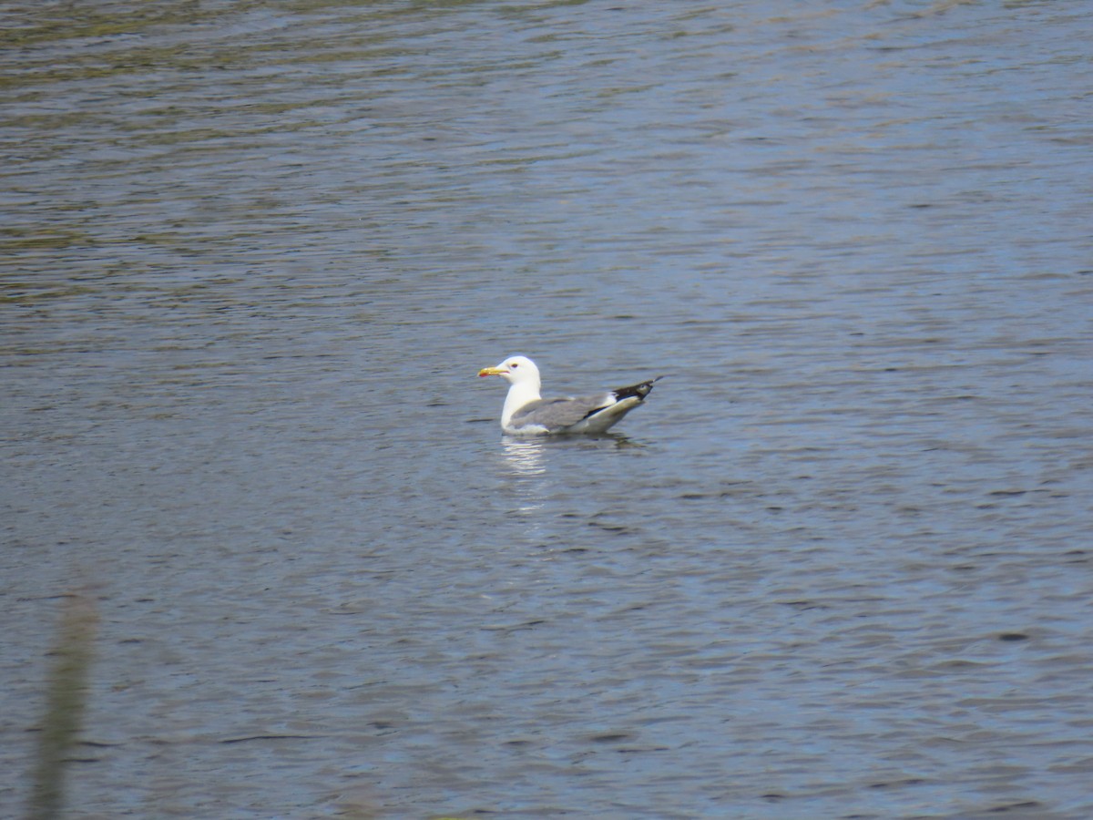 California Gull - Erica Rutherford/ John Colbert