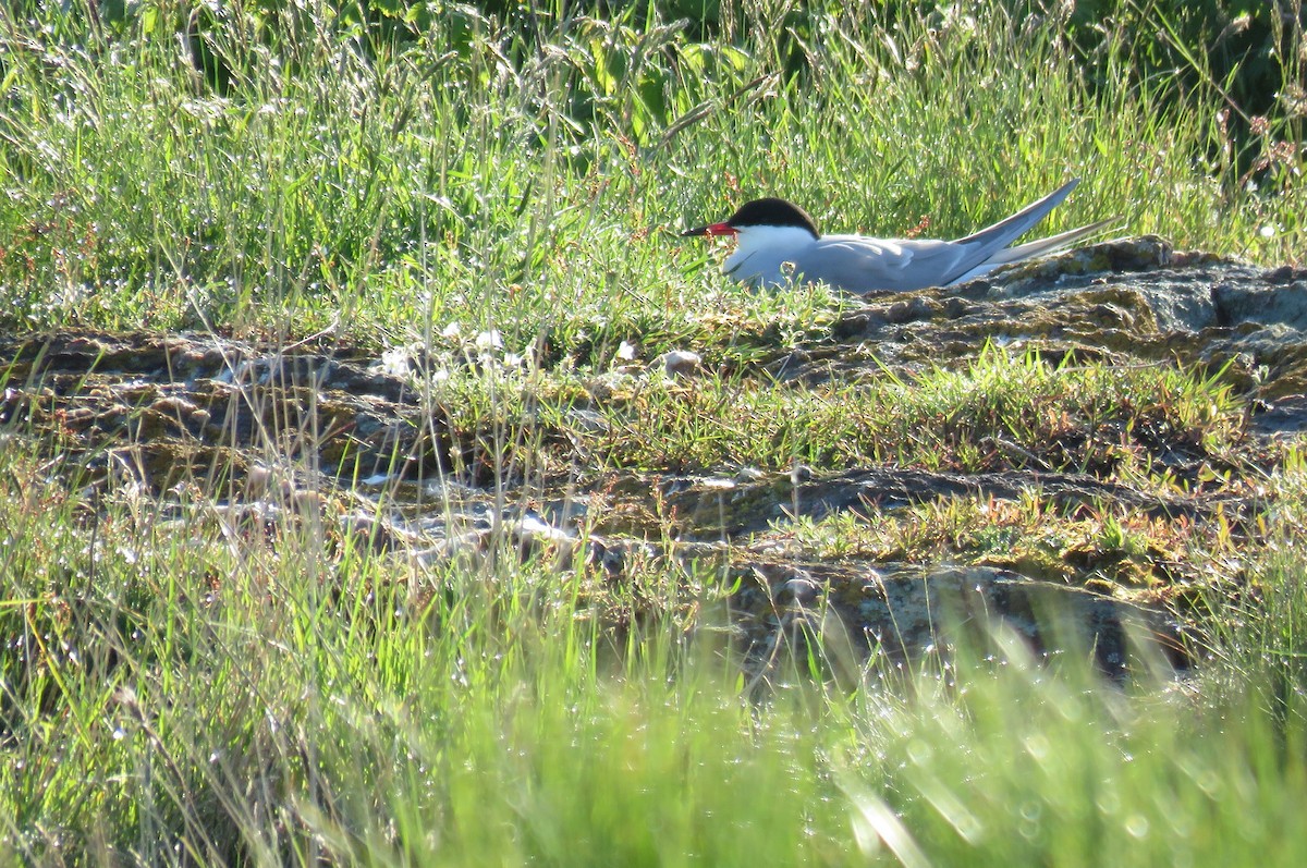 Common Tern - Hannah Glass