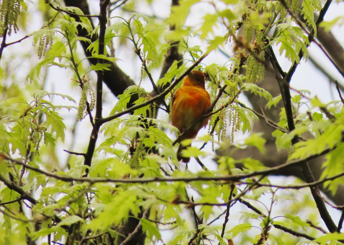 Summer Tanager - ML619547948