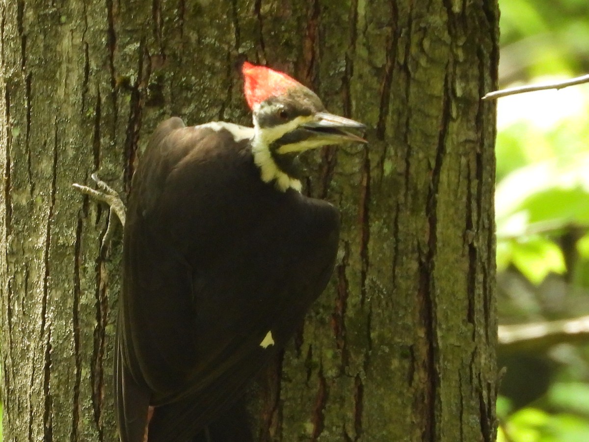 Pileated Woodpecker - L Falardeau