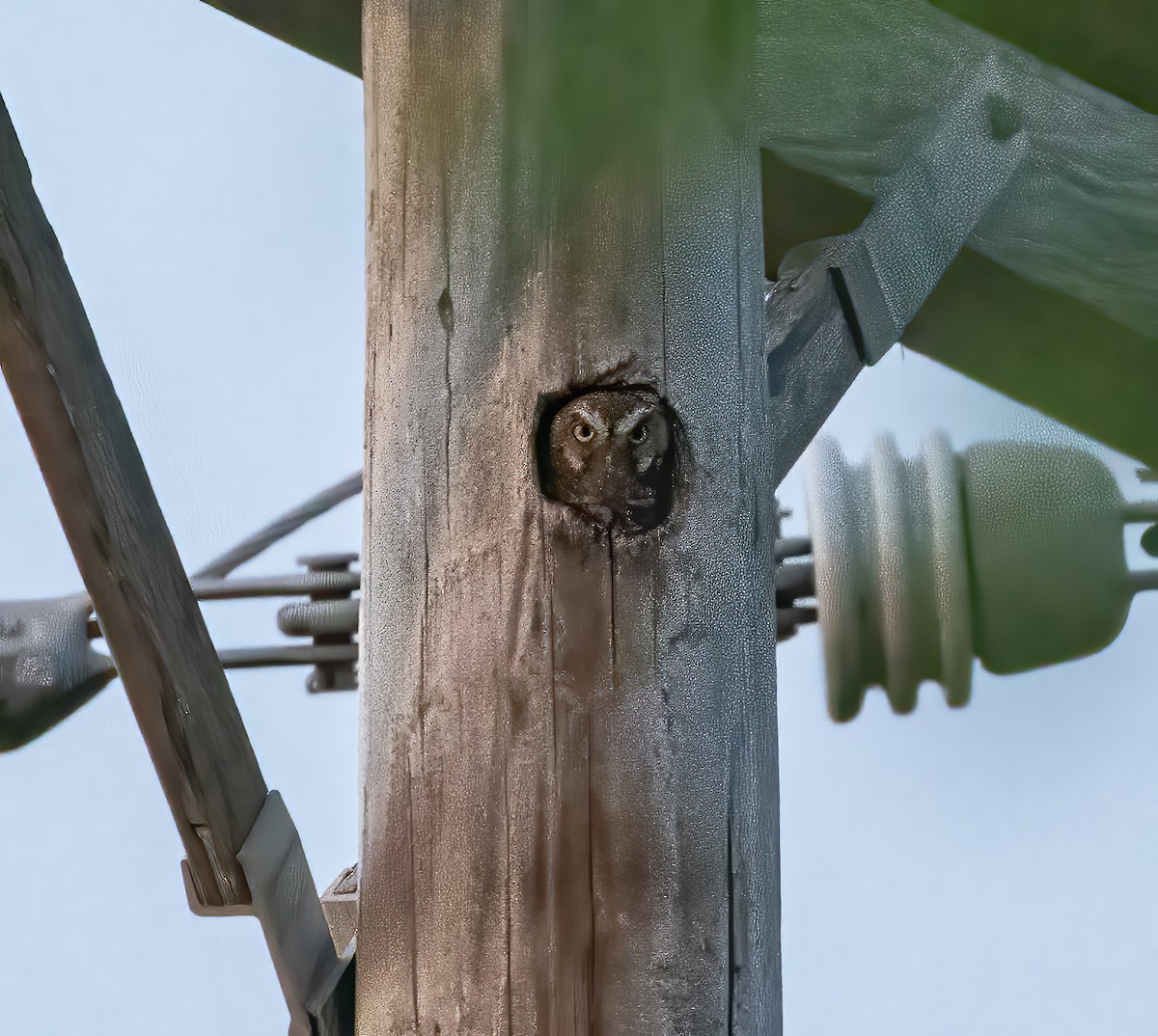 Elf Owl - Keith Watson