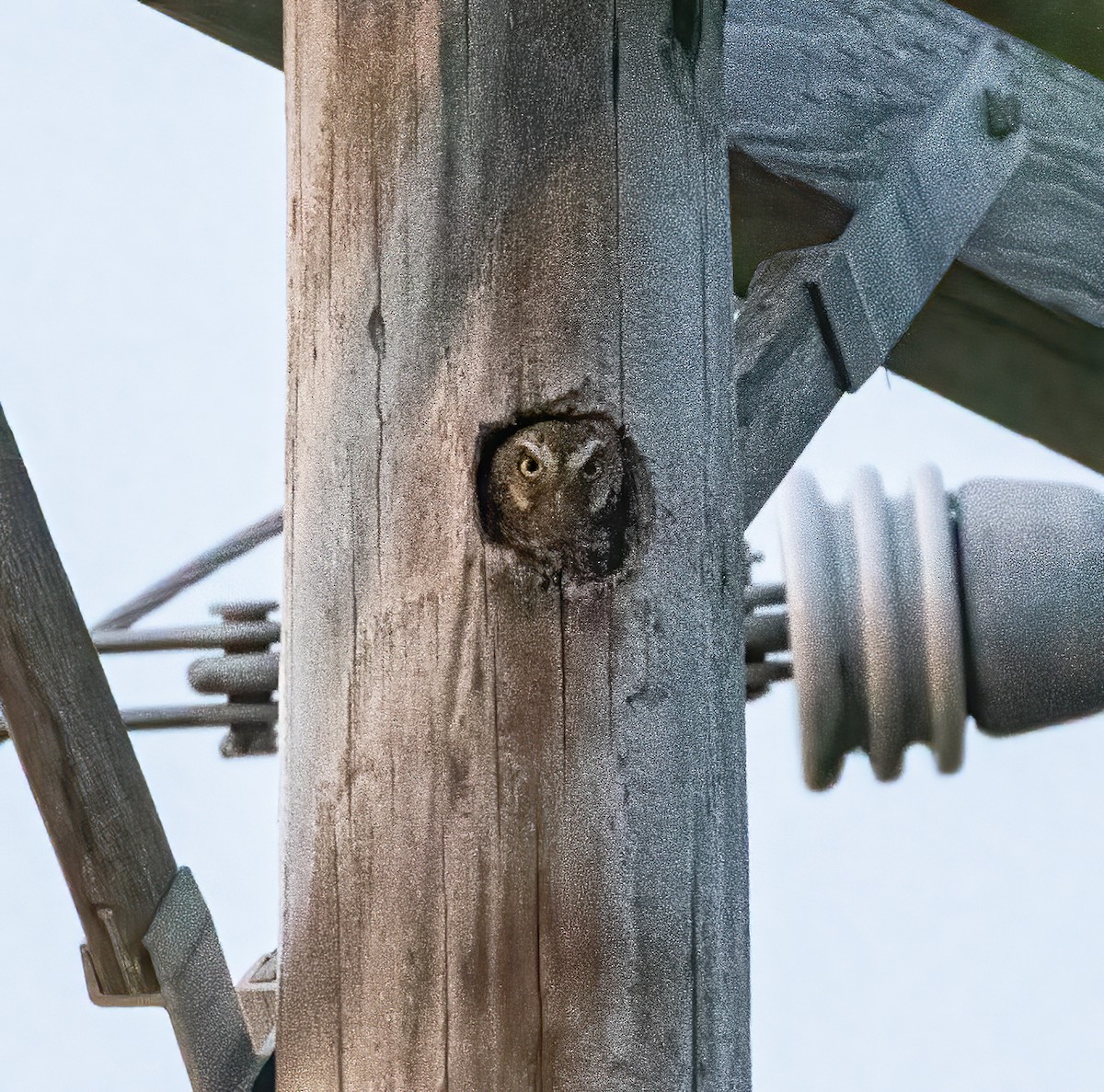 Elf Owl - Keith Watson