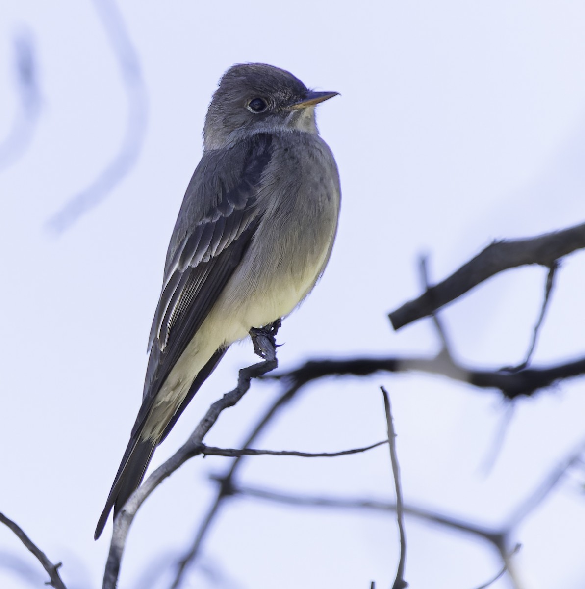 Western Wood-Pewee - Barry McKenzie