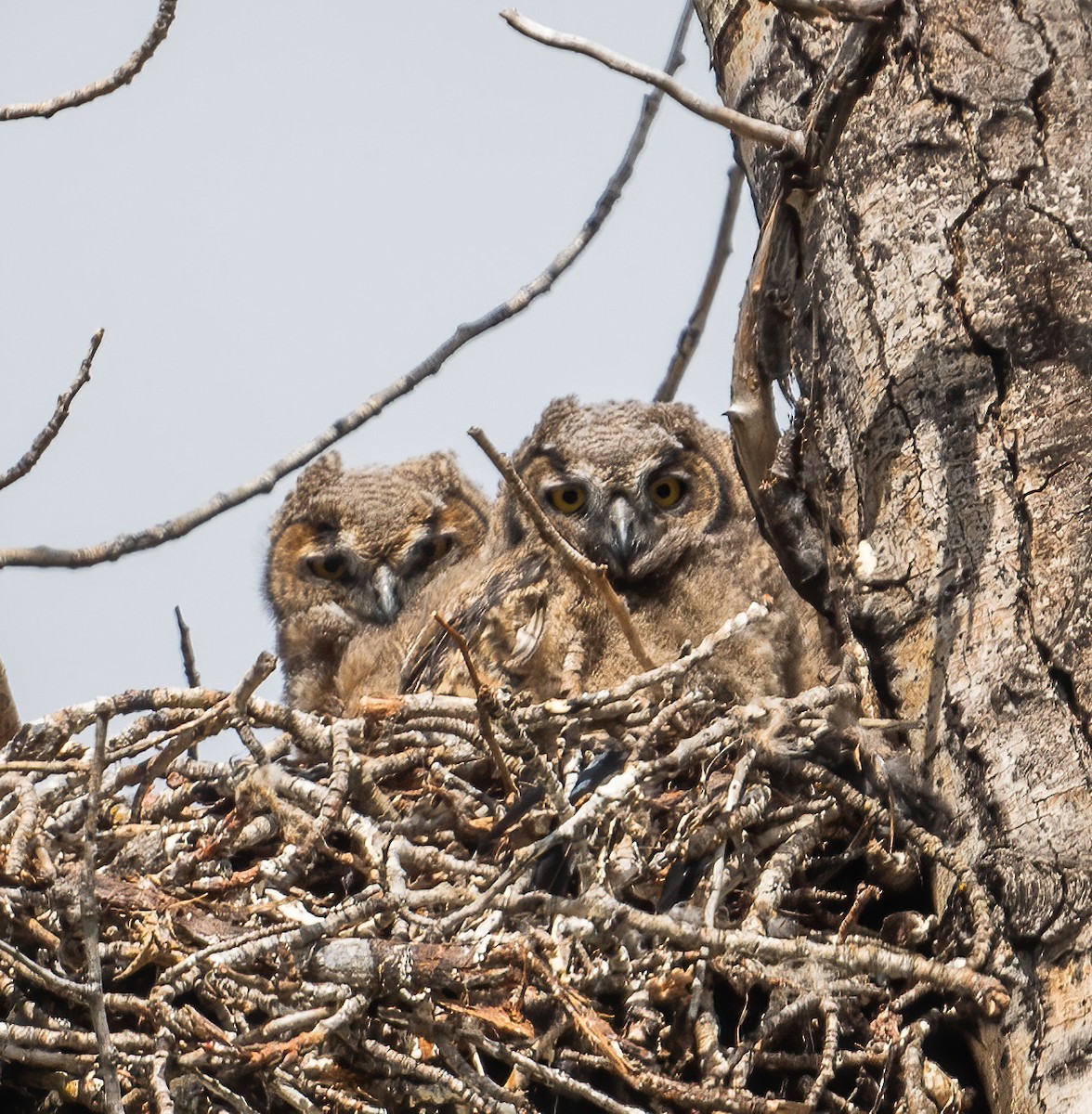 Great Horned Owl - ML619547958