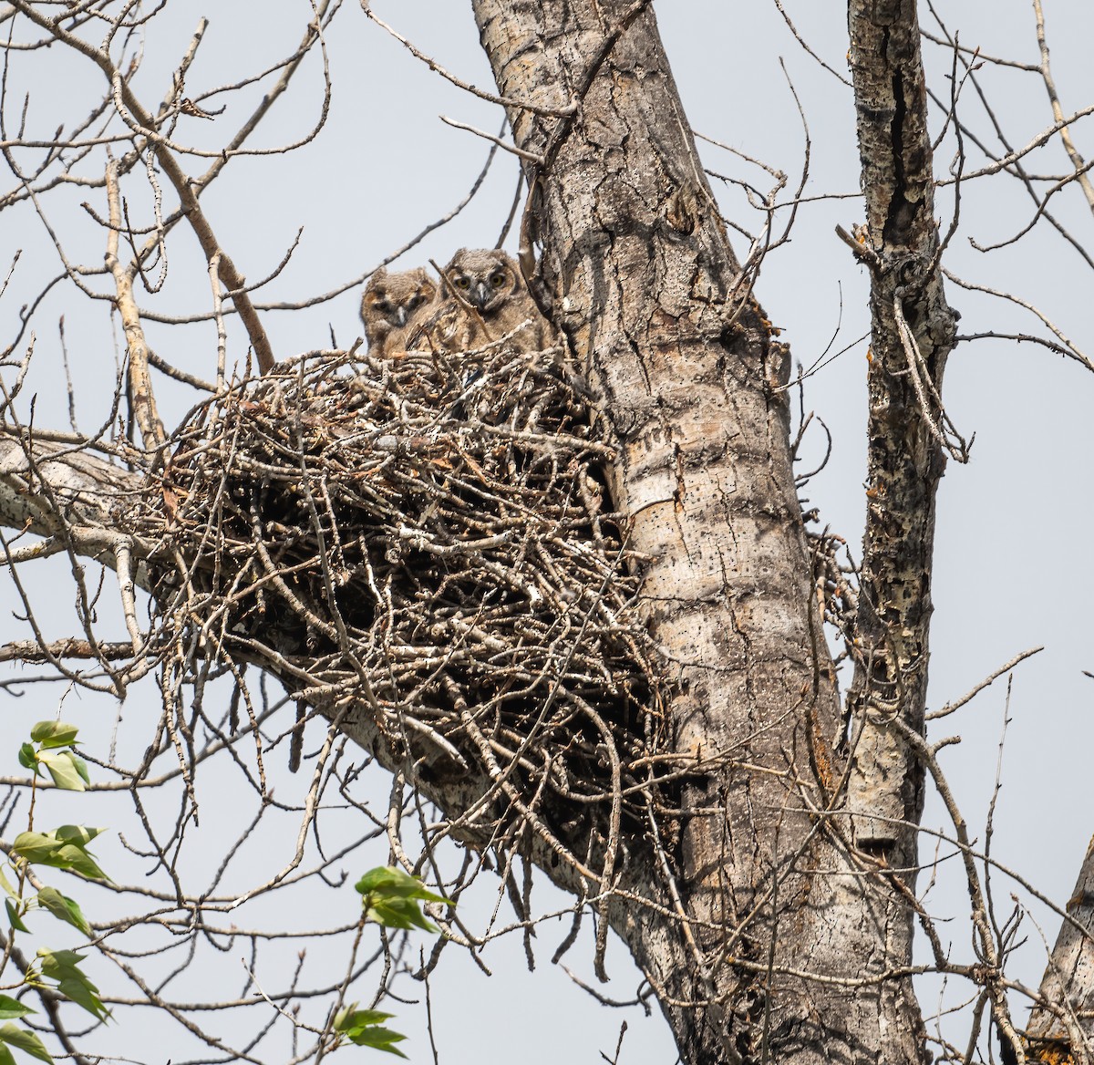 Great Horned Owl - ML619547959