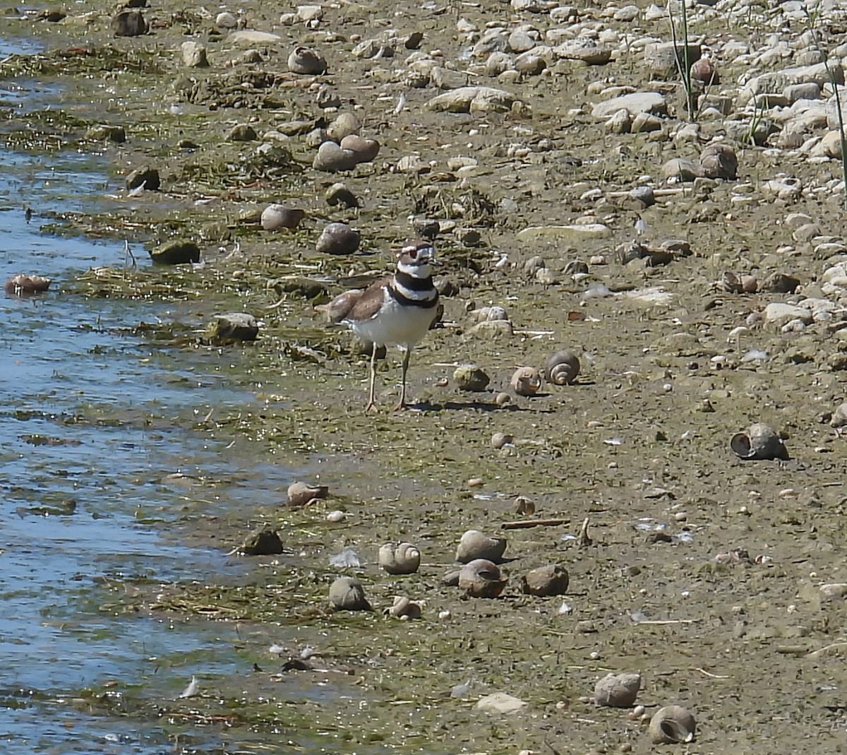 Killdeer - Hin Ki  & Queenie  Pong