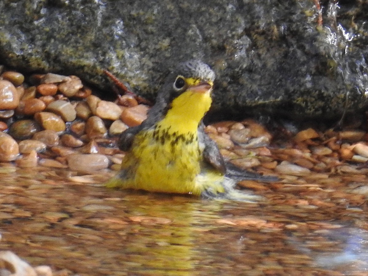 Canada Warbler - Wendi Leonard