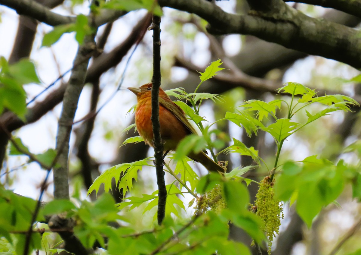 Summer Tanager - ML619547970