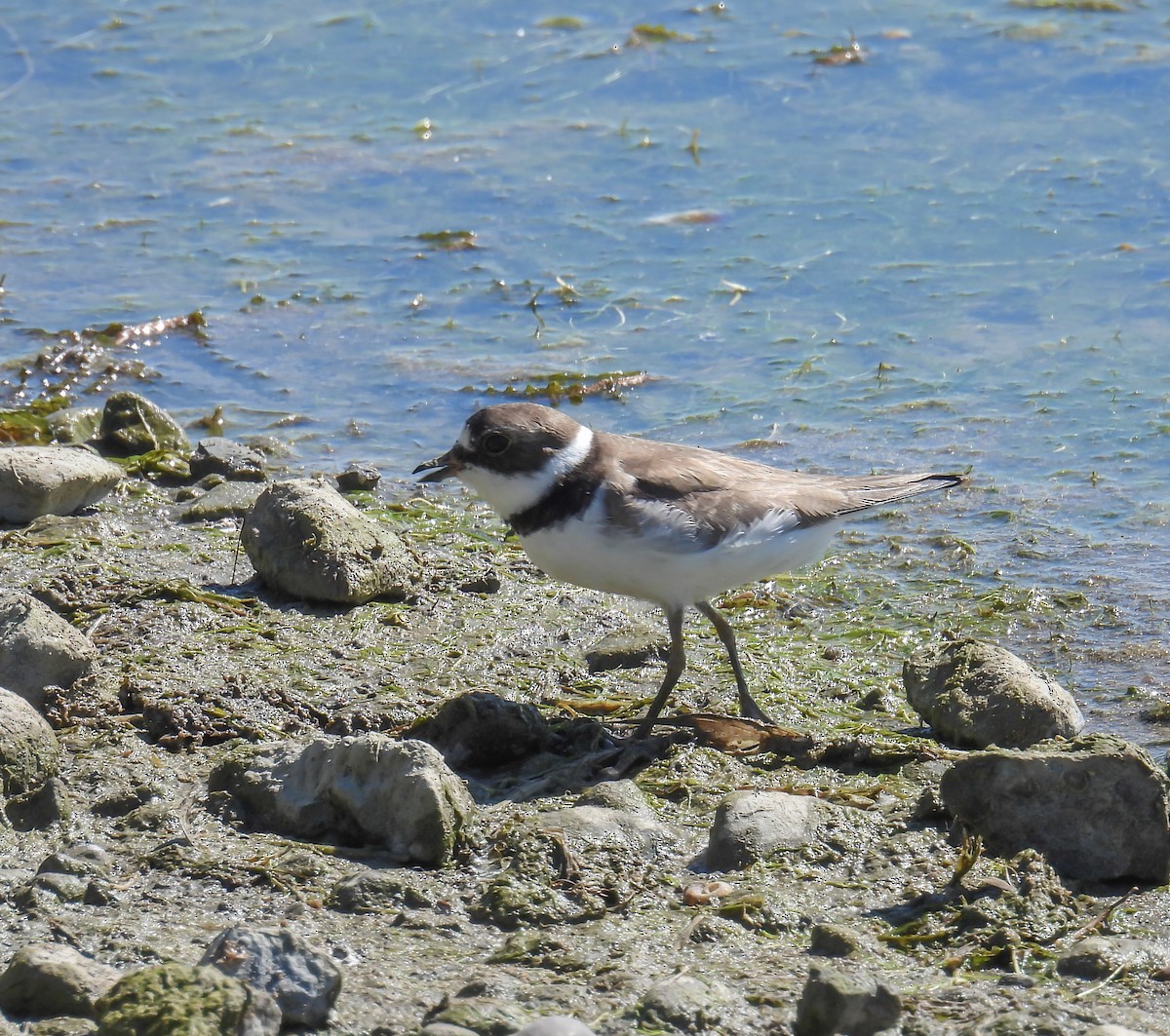 Semipalmated Plover - Hin Ki  & Queenie  Pong