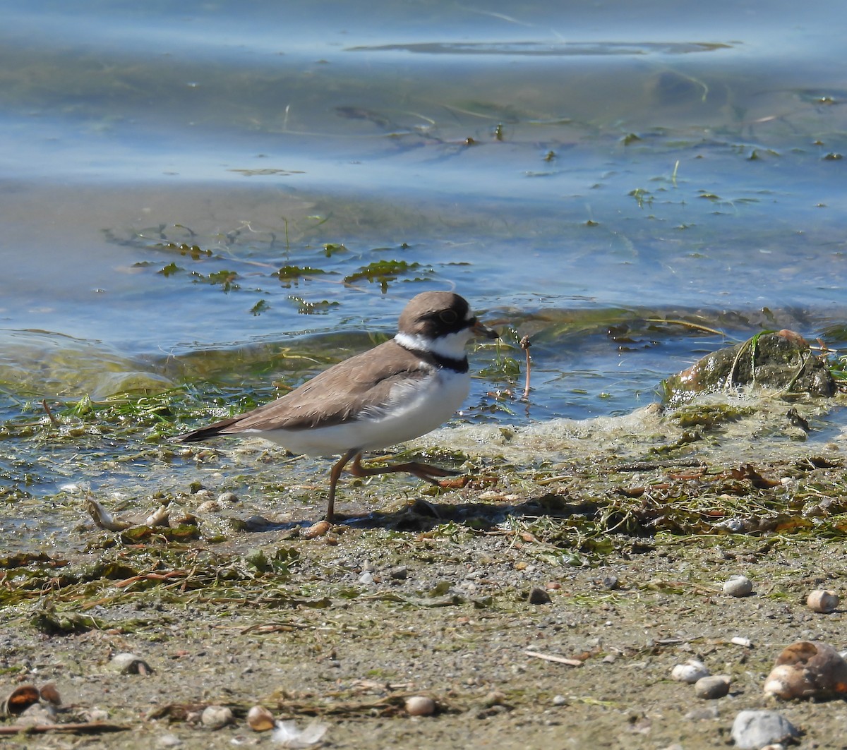 Semipalmated Plover - Hin Ki  & Queenie  Pong