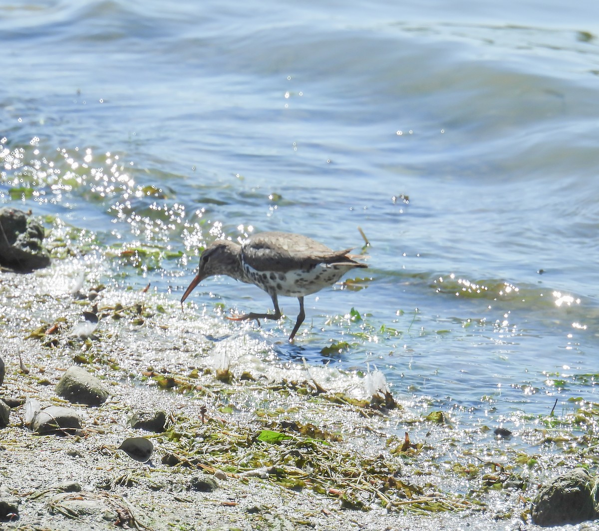 Spotted Sandpiper - Hin Ki  & Queenie  Pong