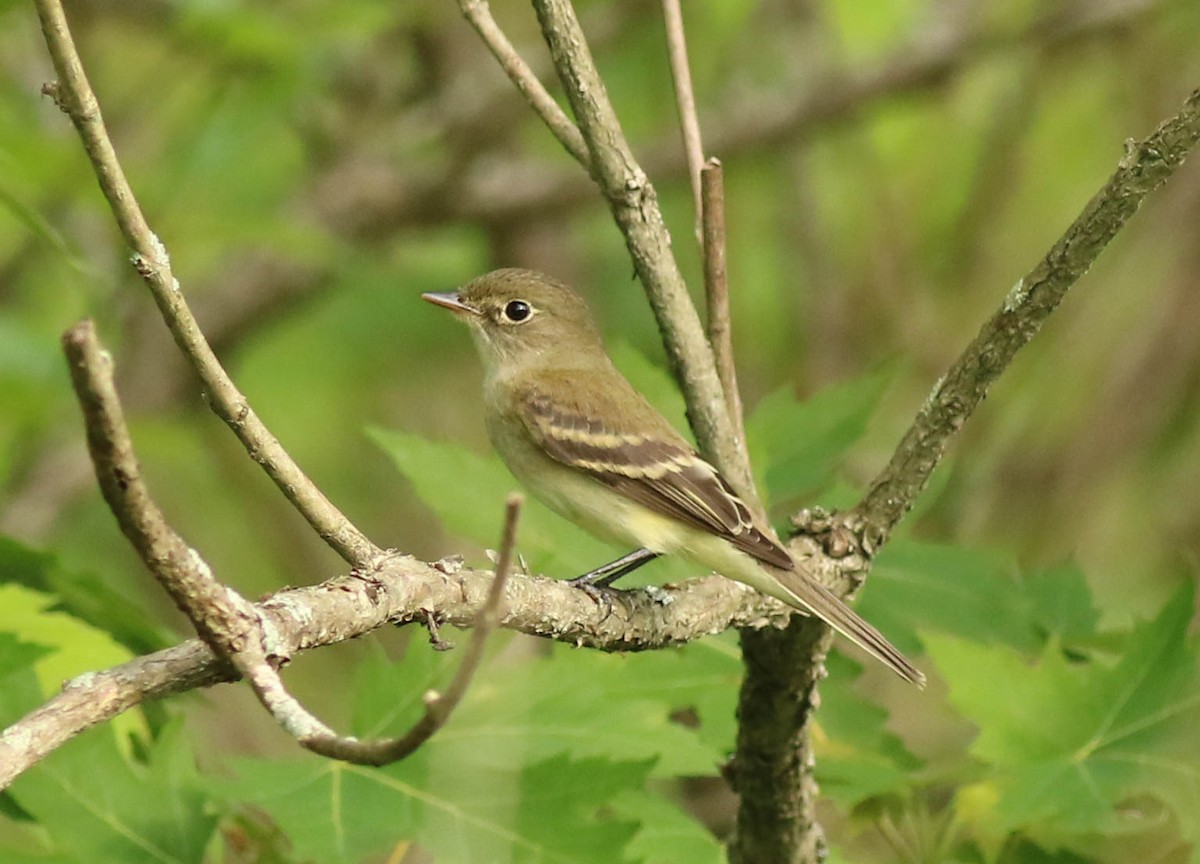 Alder Flycatcher - Bence Kokay