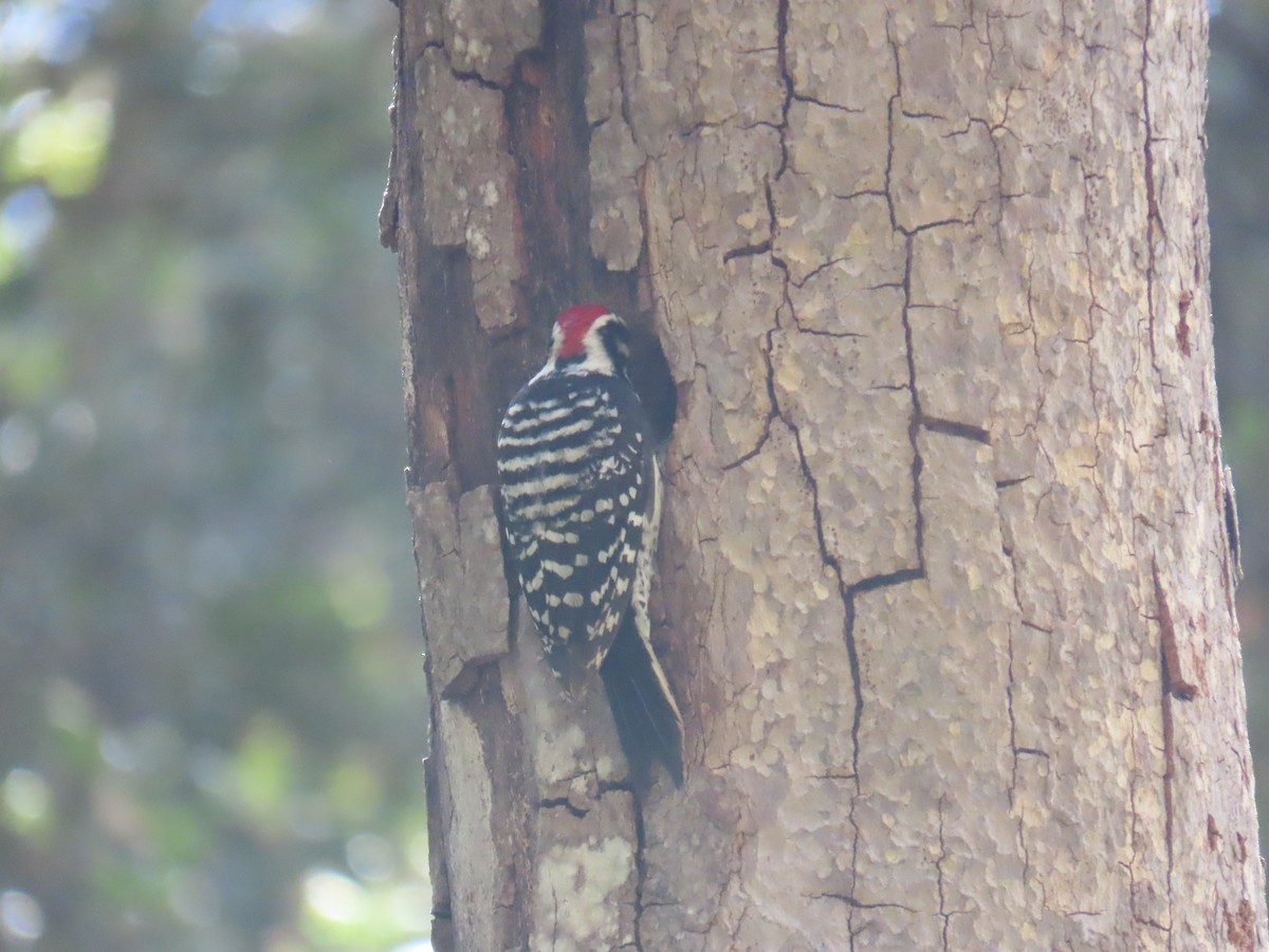 Nuttall's Woodpecker - Erica Rutherford/ John Colbert