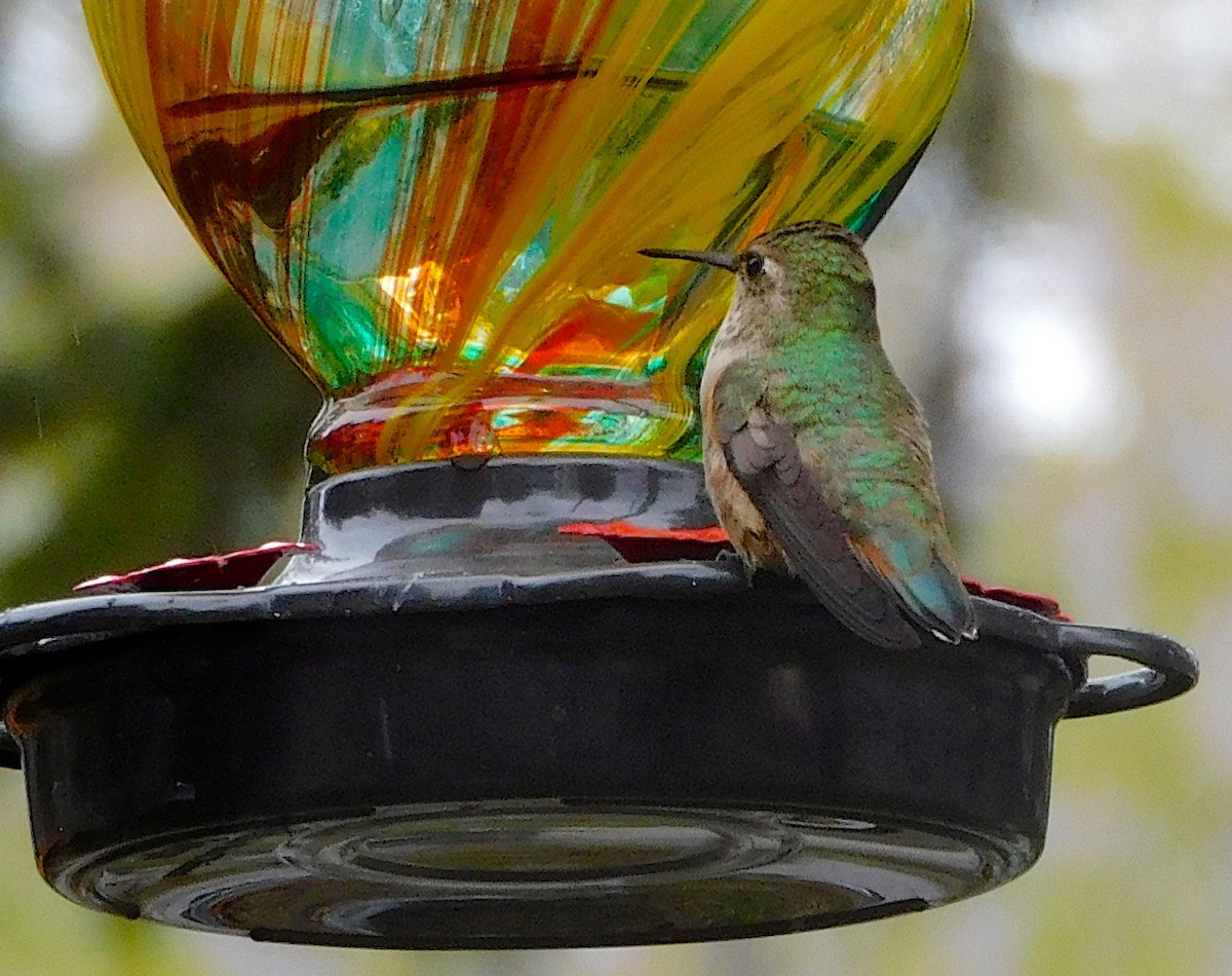 Rufous Hummingbird - Dan Bilderback