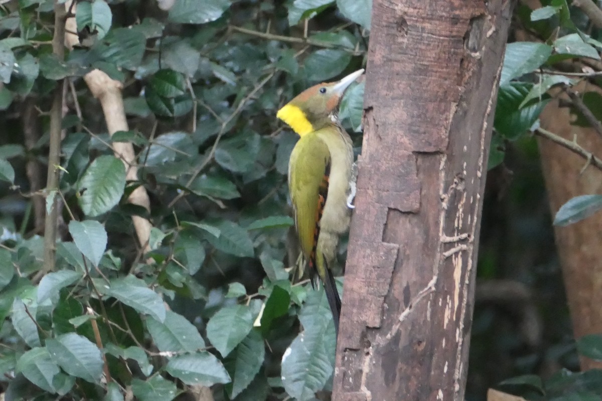 Greater Yellownape - Nancy Houlihan