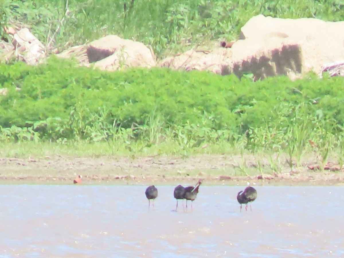 White-faced Ibis - Dick Zerger