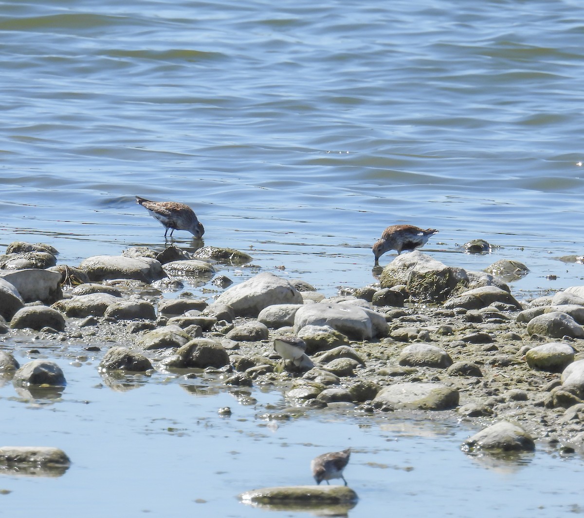 Dunlin - Hin Ki  & Queenie  Pong