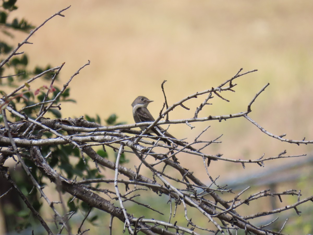 Western Wood-Pewee - Erica Rutherford/ John Colbert