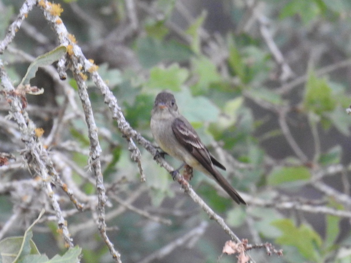 Eastern Wood-Pewee - Wendi Leonard