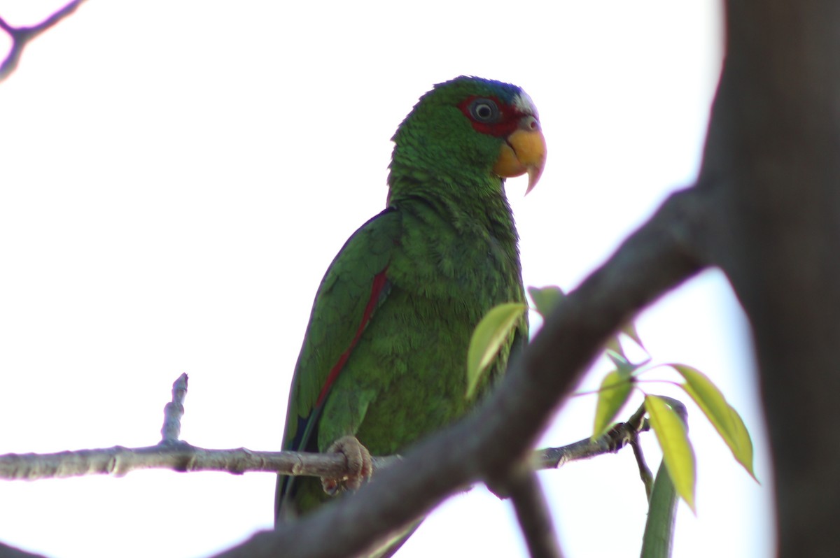 White-fronted Parrot - Unique V