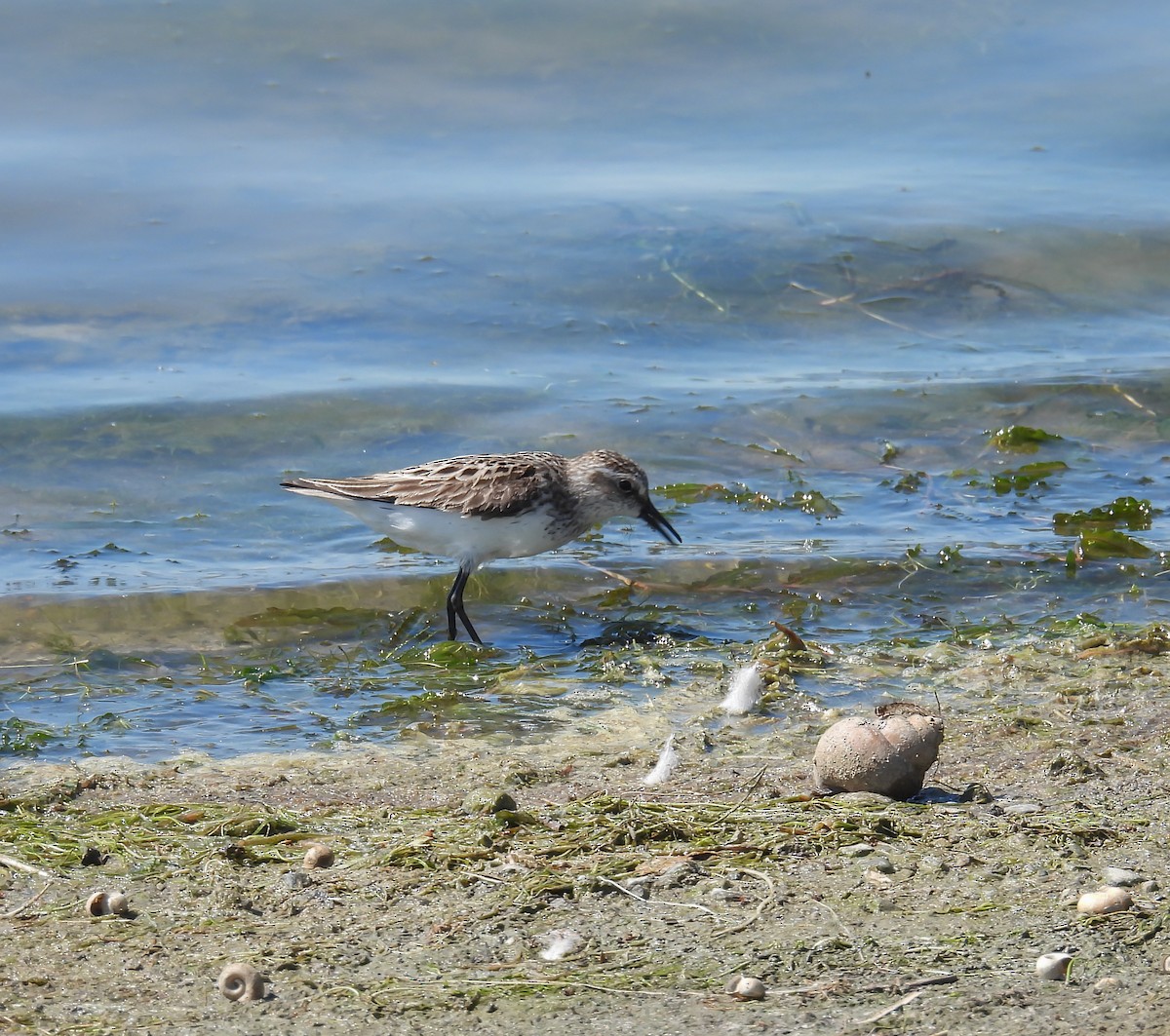 Semipalmated Sandpiper - Hin Ki  & Queenie  Pong