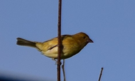 Summer Tanager - Larry Chitwood