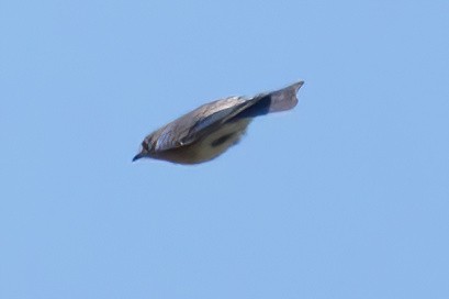 Eastern Bluebird - Mitch (Michel) Doucet