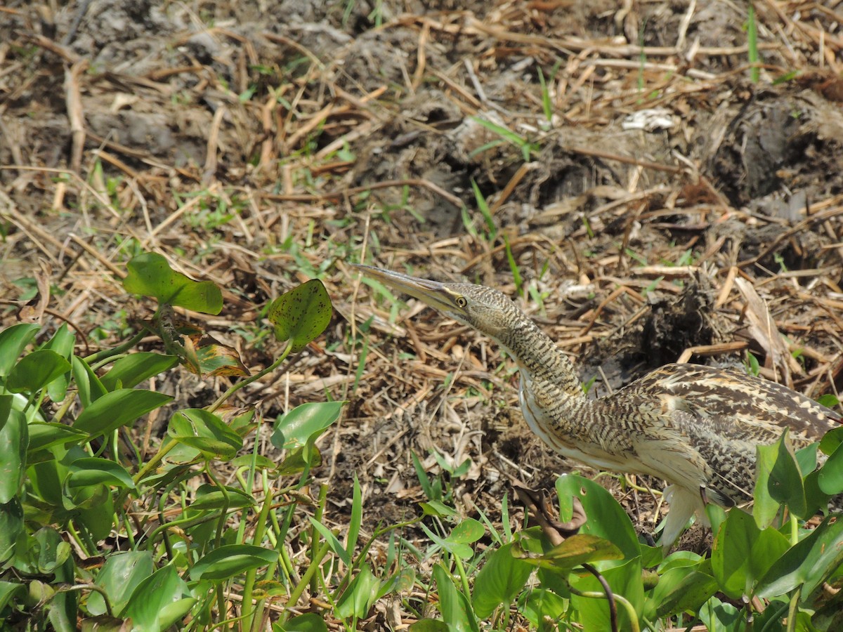 Pinnated Bittern - Roger Lambert