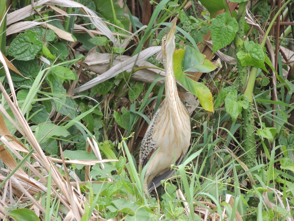 Pinnated Bittern - Roger Lambert