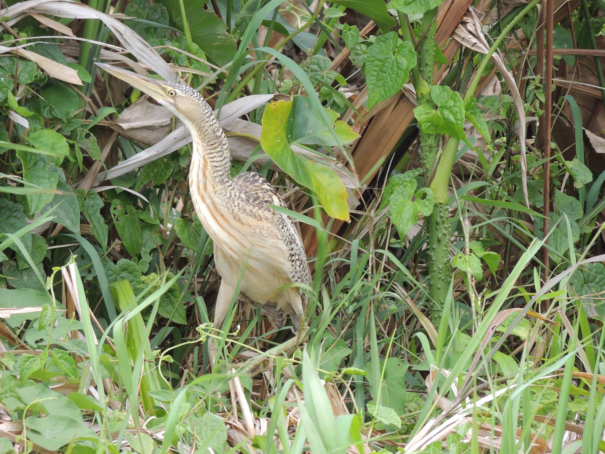 Pinnated Bittern - Roger Lambert