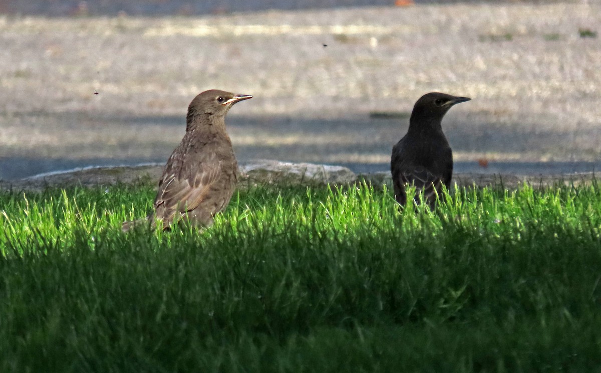 European Starling - Nathalie L. COHL 🕊