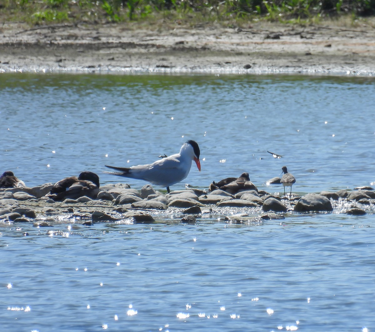 Caspian Tern - Hin Ki  & Queenie  Pong