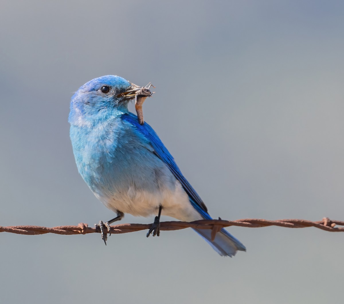 Mountain Bluebird - Leah Turner