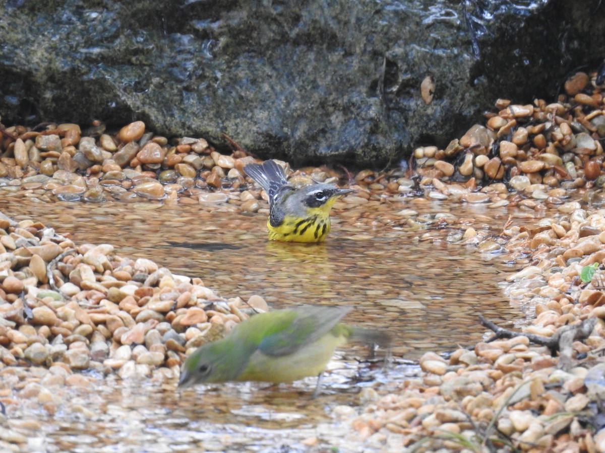 Magnolia Warbler - Wendi Leonard