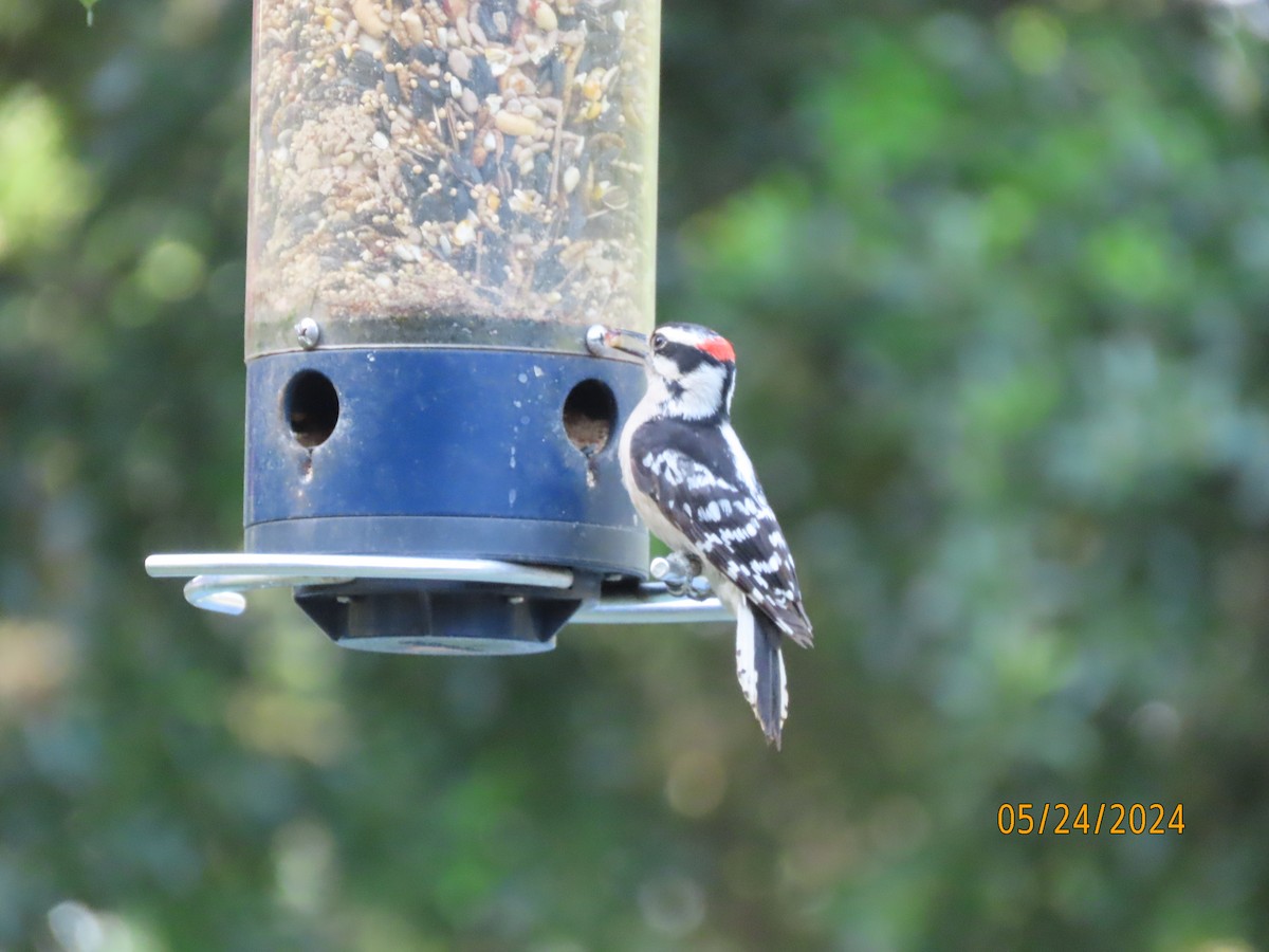 Downy Woodpecker - Susan Leake